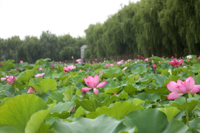 ��ţ����ô��źó�