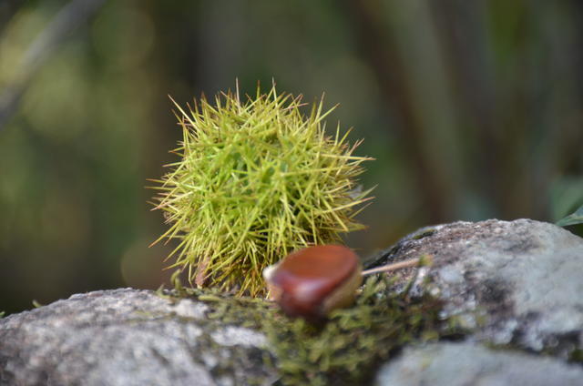 ���������ô���ó�