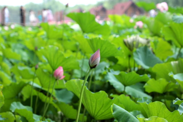 ��ʲô�ܴ��������䶯