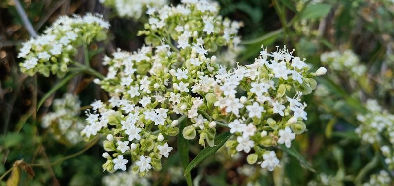 肠胃炎吃什么食物比较好