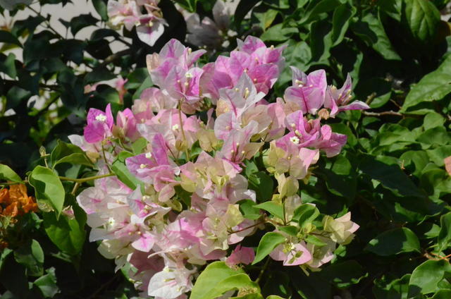 ţ�ܺ��Ｆһ����