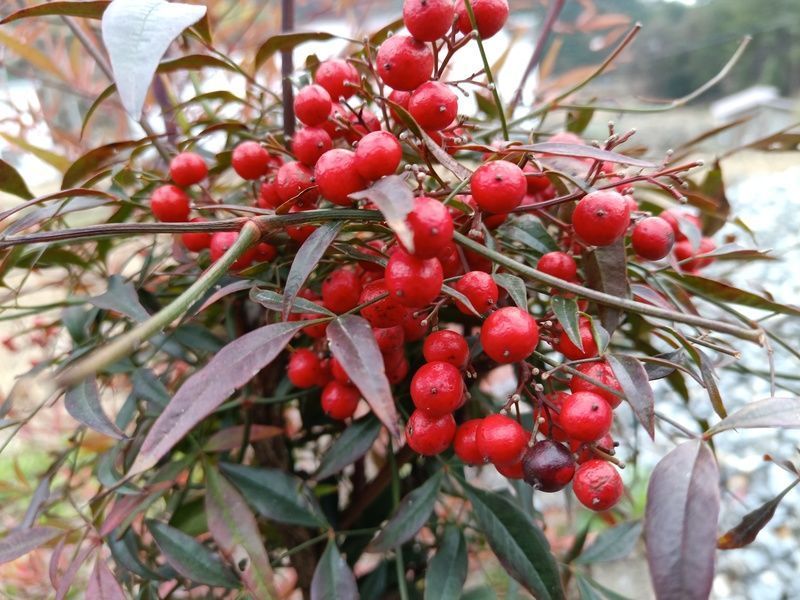 ����ǳ����θ�׳�ʲô�߲˺�