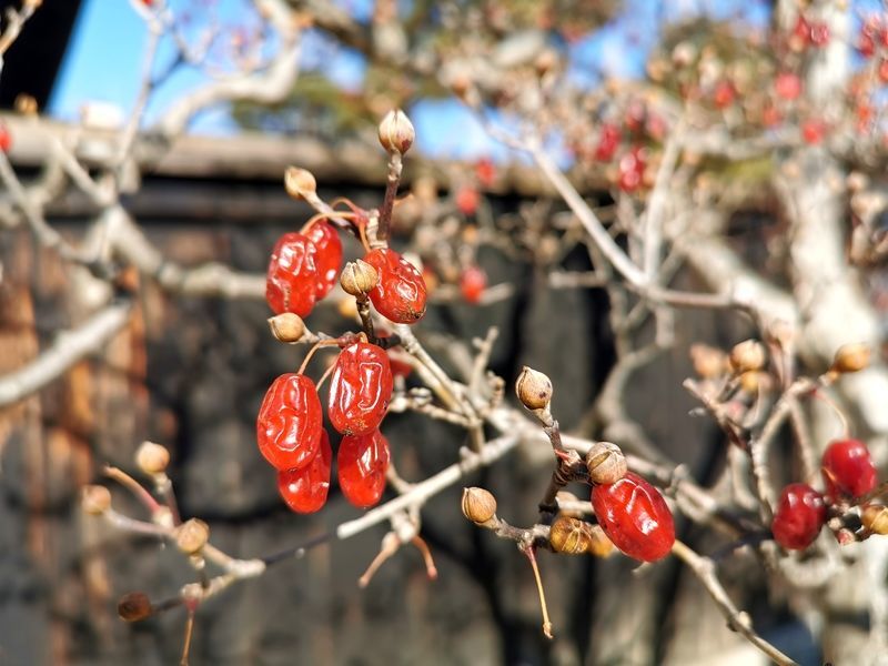 ���籭2022��ΧԤѡ��ֱ��