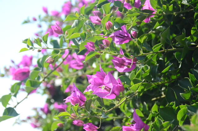 芡实和什么一起打粉吃好