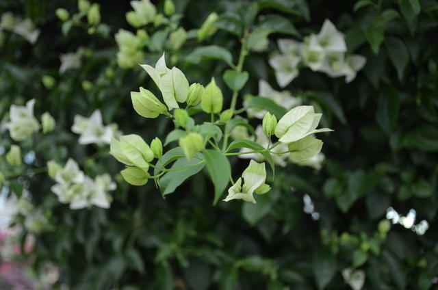 米線和面條哪個更容易升糖