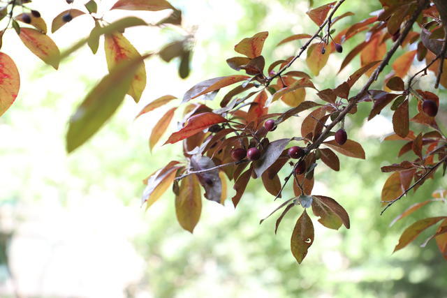 �c���Ɂy��Ƣθ̓�^�e