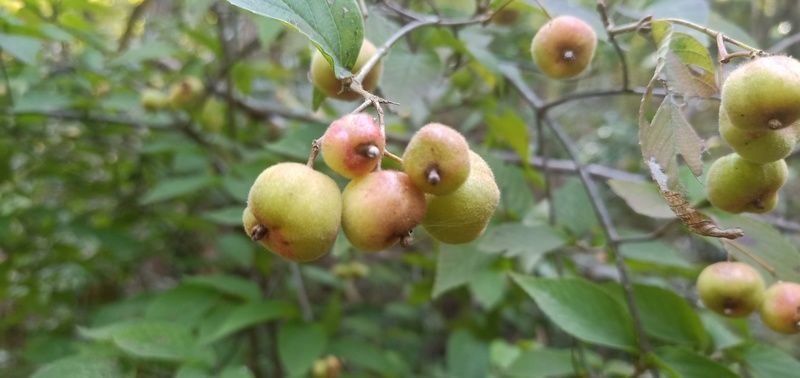 �|���廨�������