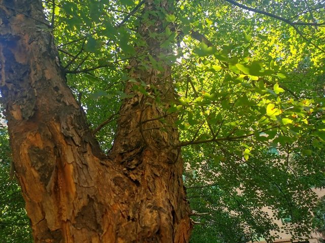 餃子為什么叫元寶