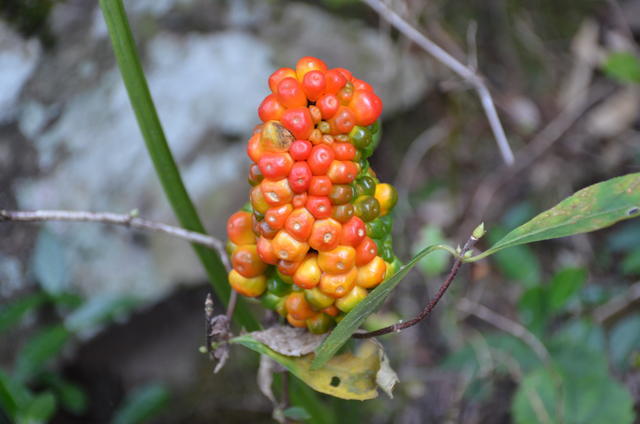 <a href=https://www.shuisutang.com.cn/ target=_blank class=infotextkey>ˮ����</a>