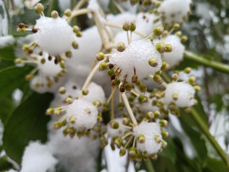 干海帶怎么處理干凈