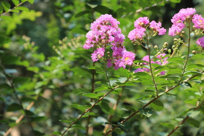 腌的咸猪蹄怎么做好吃