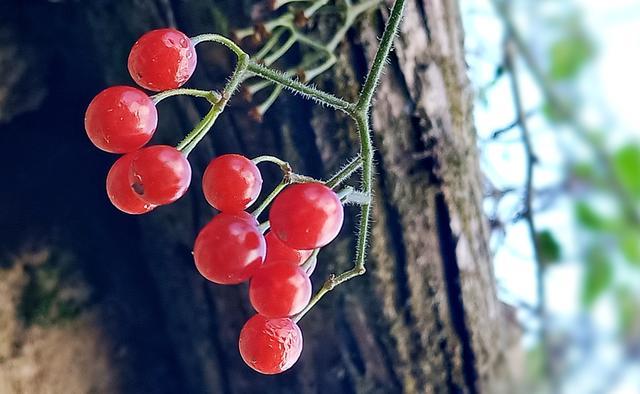 ��ô������θ