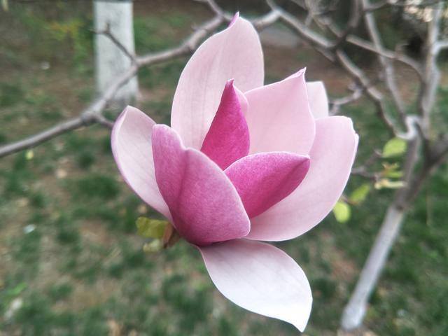 ����U��ϲ�g��ʲôʳ��