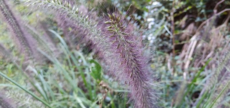 ���ܲ���ź���ŹǵĹ�Ч������