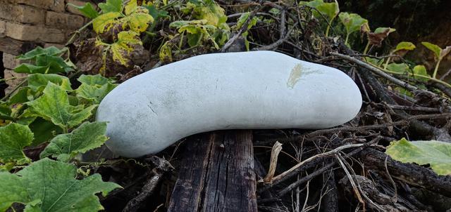 �������ı�θ����