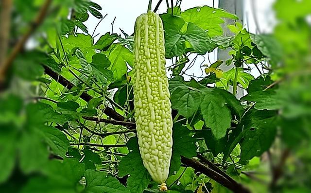 ��ѹ��ţ������û���