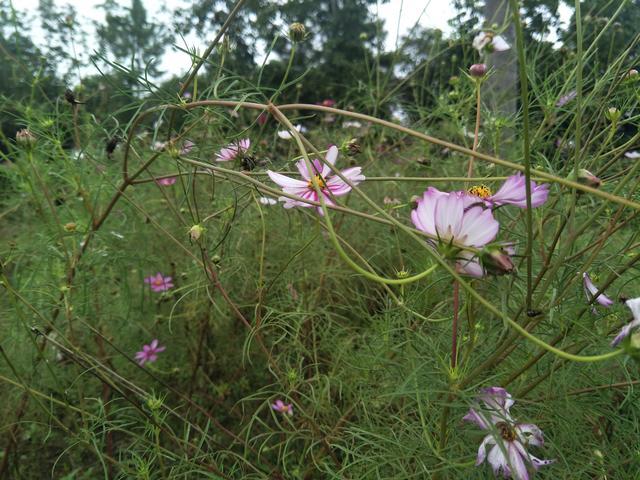 ֻʣ�׷���ô���ó�