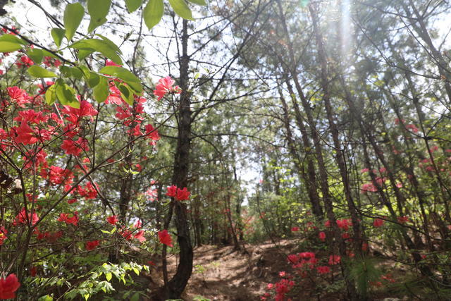 �����з�ܳ���������