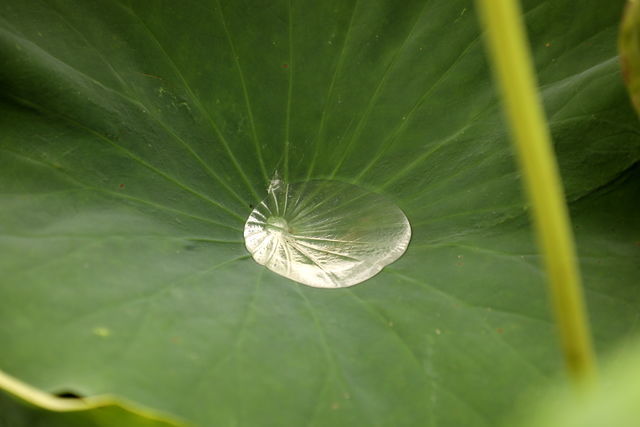 <a href=https://www.shuisutang.com.cn/ target=_blank class=infotextkey>水苏糖</a>