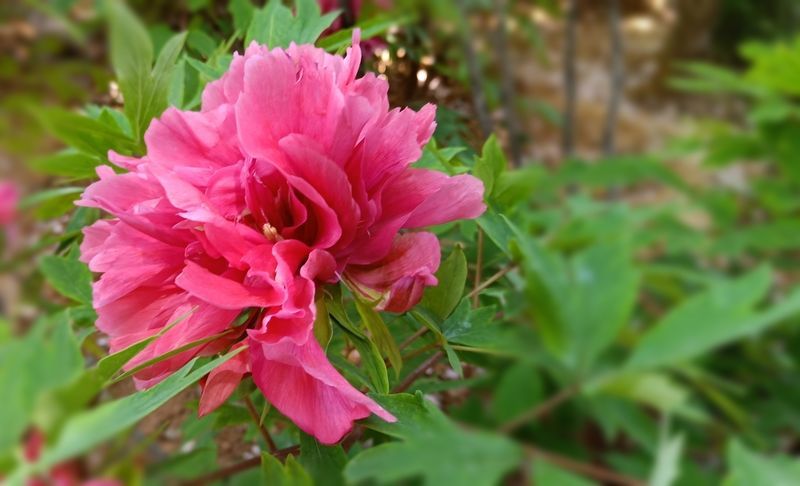 肠道里的益生菌缺乏多少