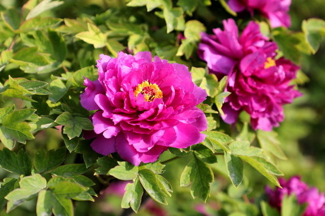 胃的腐熟功能差怎么办