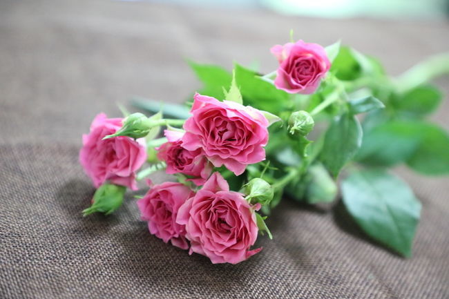 �����������ô����