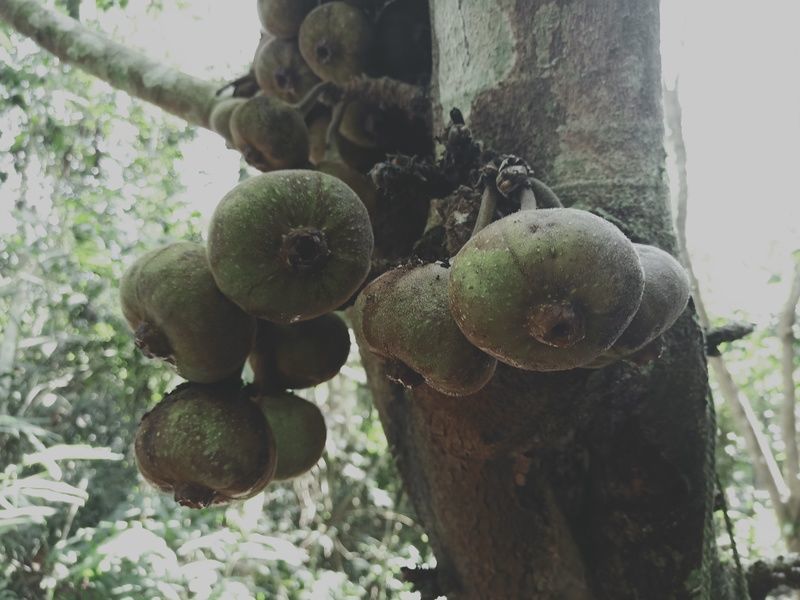 小黄米和小米哪个热量高