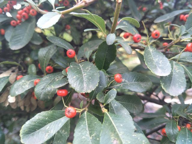 ��θ����ʳ��Ҫע����Щ