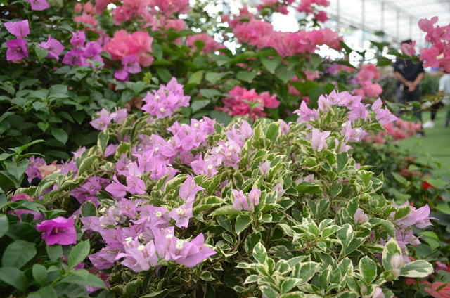 ǳ����θ�׳�����������