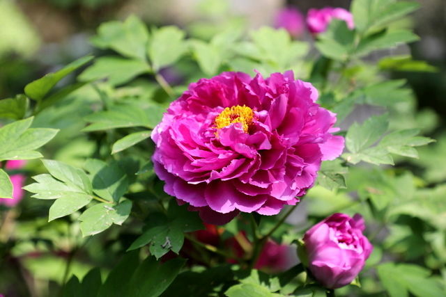 ����һֱ�з�ƨ�ܳ�