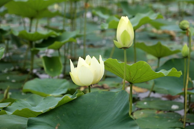 ޲��Ϊʲô��������ùζ