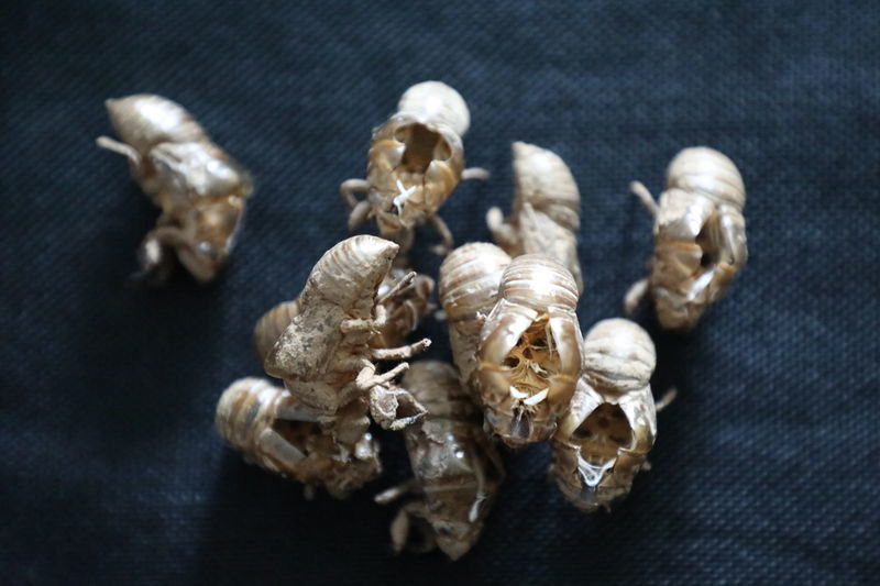 <a href=https://www.shuisutang.com.cn/ target=_blank class=infotextkey>水苏糖</a>