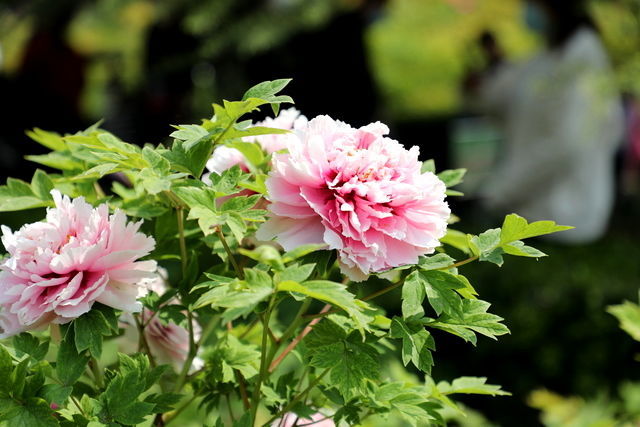 大便特別干硬拉不出來(lái)怎么辦