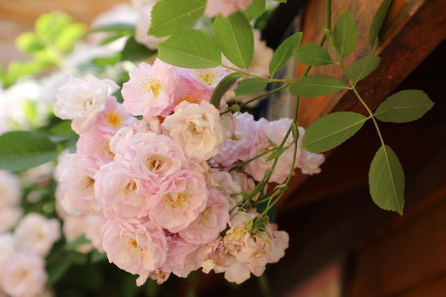 �t���;G���ܷ���һ�𰾆�