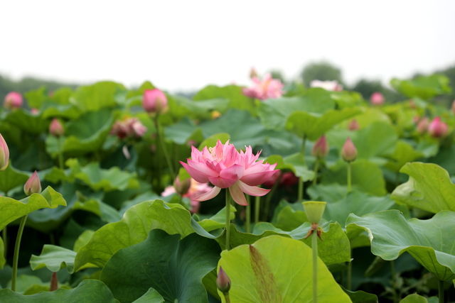 <a href=https://www.shuisutang.com.cn/ target=_blank class=infotextkey>水苏糖</a>