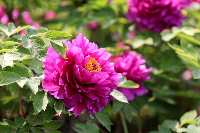 �׶�԰�׷��������Щ