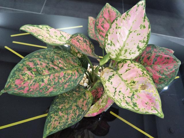 ������������Լ�õ�廨����