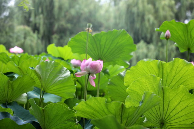 ��������θ����