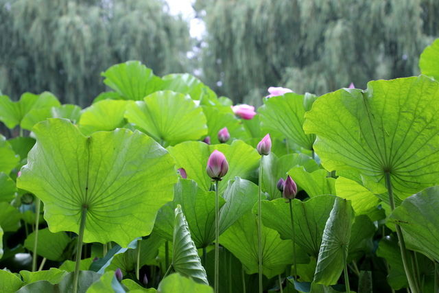 ����ΪʲôҪ�ű����ݷ�