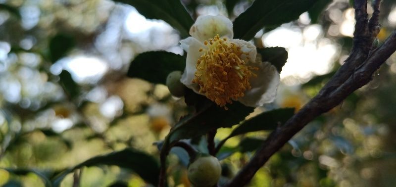 <a href=https://www.shuisutang.com.cn/ target=_blank class=infotextkey>水苏糖</a>