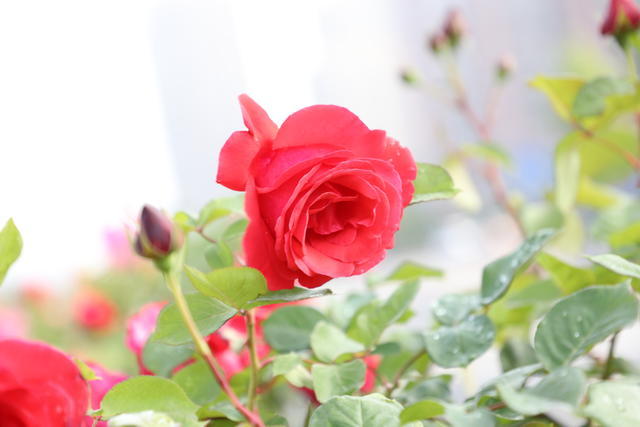 番茄土豆牛肉怎么做好吃窍门