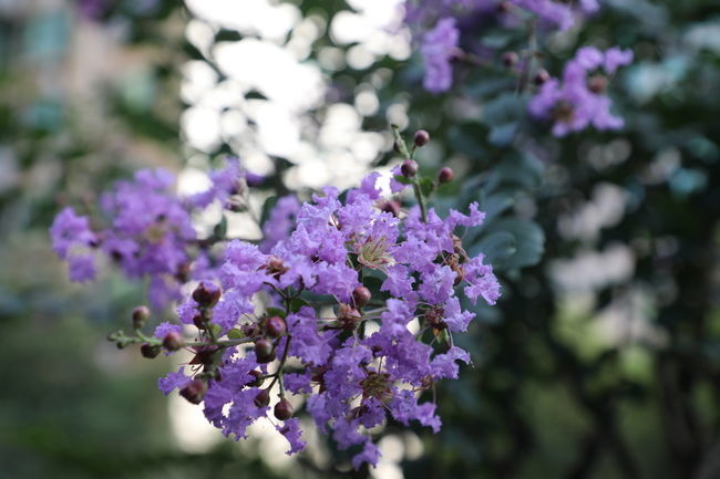 С������������ô��ֲ