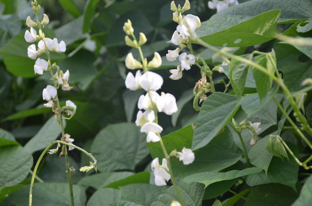 排骨怎么烧好吃糖醋排骨