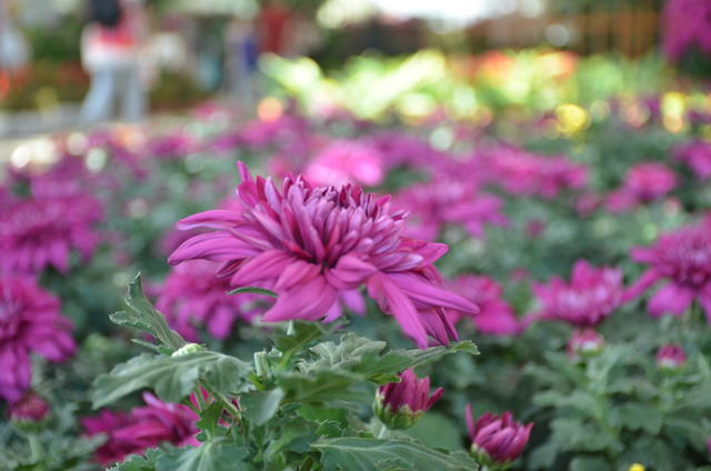 ������ǲ������Ǻ�ԭ��