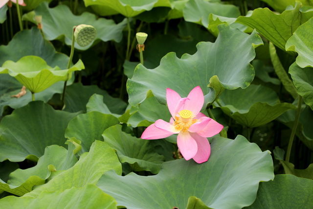蔥燒海參怎么做好吃