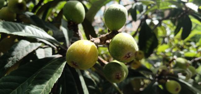 ���׻�ɽ�Ź����Ĺ�Ч����