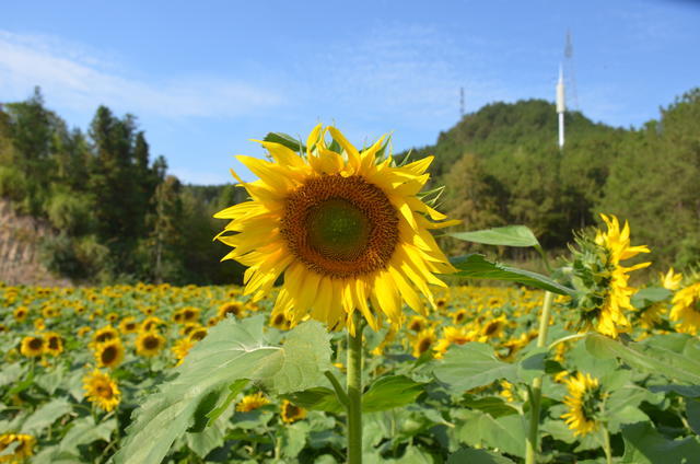 ��θ�˻�������Ħ