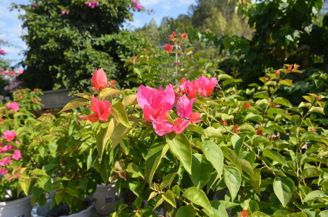 ϴ�õĺ�����ô�����ҹ