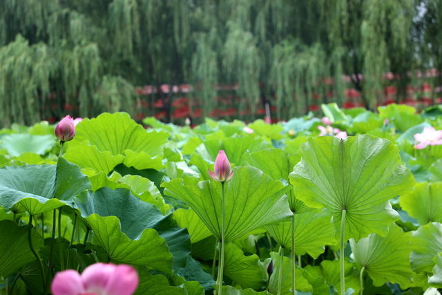 ʣ�µ�������ô����ͺó�