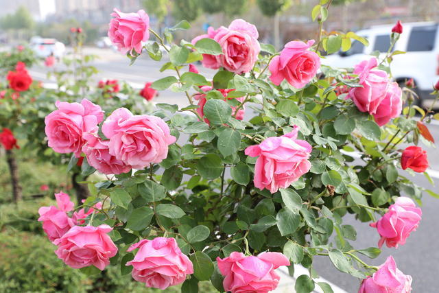 ��Ӧ����ε���